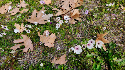 Colorful blooming poppy anemone (Anemone coronaria) flowers in a city park in Mediterranean nature in springtime