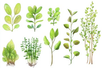 Fototapeta premium Illustration of Nephrolepis exaltata highlighting various plant parts and leaf structures