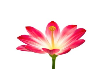 Fototapeta premium A single vibrant bloom, petals unfurled, isolated against a pure white backdrop, delicate, shot