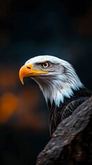 Obraz premium American Bald Eagle Portrait with Focused Gaze and Intense Expression of a Proud Predator