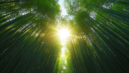 Sunlight Through Tall Bamboo Forest Canopy