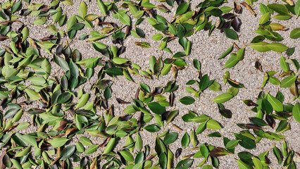 Leaves of the Sheesham (Dalbergia sissoo) tree have fallen to the ground, frozen due to the sudden drop in temperature below zero at the end of winter in Mediterranean nature