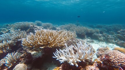 An Ode to Ecological Significance of Coral Reef Splendor
