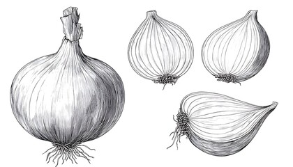 Onion Illustration - Culinary Drawing