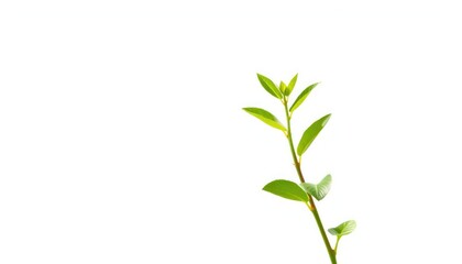 Fototapeta premium Single vibrant green plant, isolated on pure white background, lush, root