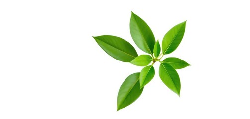 Fototapeta premium Single vibrant green plant, isolated on pure white background, vibrant, detail