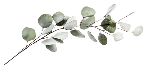 PNG Silver Dollar Eucalyptus branch eucalyptus minimalist eucalyptus branch.