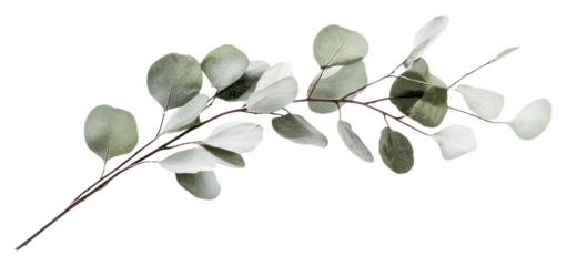 PNG Silver Dollar Eucalyptus branch eucalyptus minimalist eucalyptus branch.