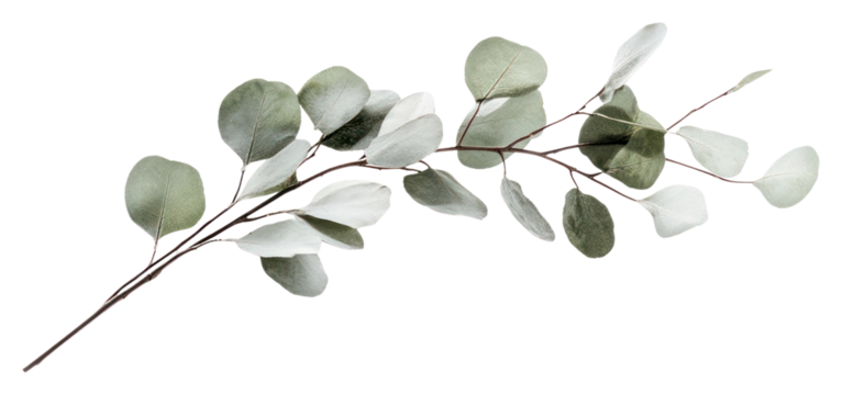 PNG Silver Dollar Eucalyptus branch eucalyptus minimalist eucalyptus branch.