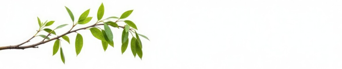Fototapeta premium Single branch of a willow tree against pure white background with delicate, drooping branches, simple, branch