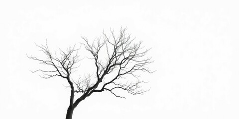 Lone deciduous tree, stark branches against bright white, botany,  natural