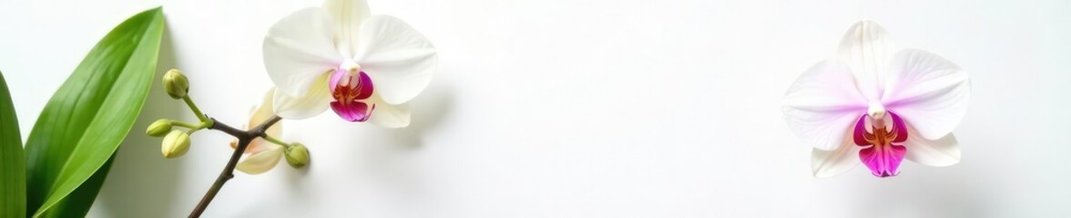 Obraz premium Single bloom of rare exotic orchid on white background with subtle shadows, greenery, isolated