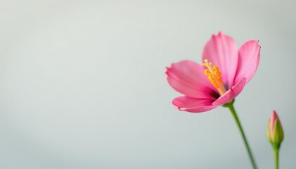 Fototapeta premium Single bloom in focus against a neutral background, white background, nature, flowers
