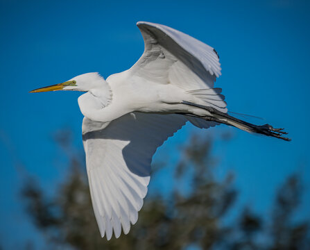 A great egret flies towards the left with wings opened wide