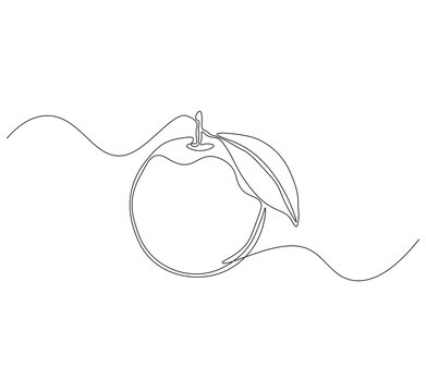 Fruit orange continuous line. Continuous one line drawing Fruit orange. Healthy fruit concept. single line drawing