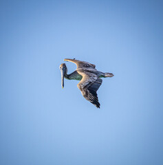 Brown pelican looks straight at camera while flying