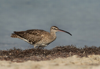 Whimbrel in the morning hours at Busaiteen coast of Bahrain