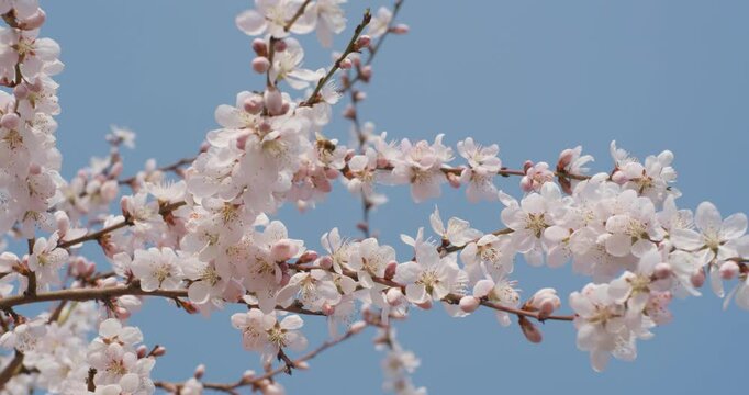 In the park, various flowers are in full bloom in the spring, and bees are flitting about.
