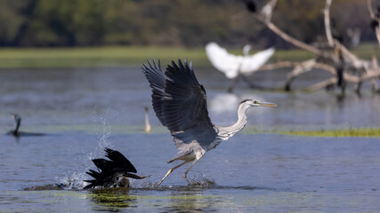 Grey heron (Ardea cinerea) snatching the fish from the oriental darter in water pond during a clash for food in forest