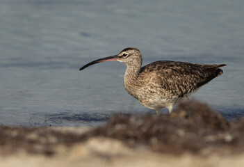 Portraif of a Whimbrel in the morning hours at Busaiteen coast, Bahrain