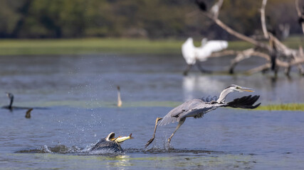 Grey heron (Ardea cinerea) snatching the fish from the oriental darter in water pond during a clash for food in forest