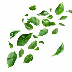 Various Green Leaves Floating in White Space on Bright Background