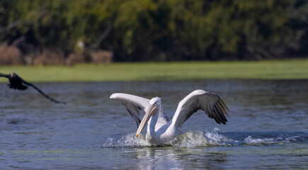 	
Dalmatian Pelican (Pelecanus crispus) floating in river during the winter migration in the forest.	
