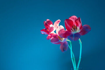 Modern Botanical Print of Tulip Trio for Lifestyle Brands