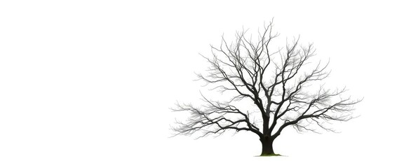 Obraz premium Lone deciduous tree, stark branches against pure white, arboreal, single