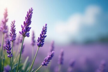 Naklejka premium Lavender flowers swaying gently in the breeze, gentle, sway
