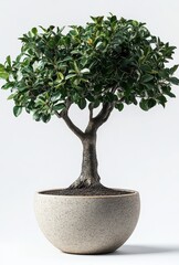 Elegant indoor bonsai tree with lush green foliage in a textured round pot against a minimalist background, bringing nature indoors for a serene atmosphere