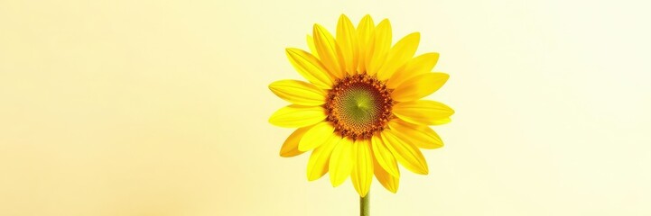 Fototapeta premium Large sunflower with bright yellow petals on white background, bloom, bloom