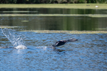 Fototapeta premium White Breasted Cormorant taking off as he kicks and splashes the water in his wake