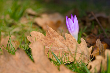 purple crocus flower peeks out from under a dry leaf
