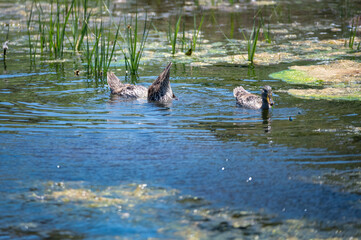 A family of Yellow Billed Ducks swimming and feeding in the calm water of a lake