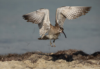 Whimbrel with amputated leg takeoff at Busaiteen coast of Bahrain