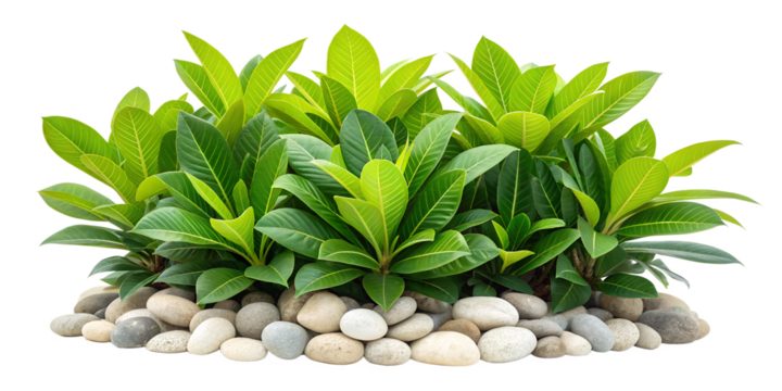 Tropical Plants with Stones on White Background, Vibrant Green Leaves and Natural Elements, PNG Transparent