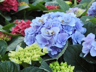 Obraz premium Vibrant blue hydrangeas flourish in soft natural light, symbolizing serenity and grace. Their lush petals create a calming, dreamy atmosphere, perfect for floral themes, nature photography, and season