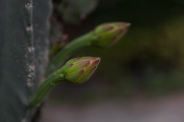 juicy cactus flower buds on dark background. feeling of freshness and tranquility. Tropical plants. soft diffused light with deep shadows. poster for interior. picture for house. interior photography.