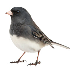Dark Eyed Junco AI Generated Image