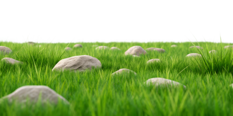 Grass Fields Meadow with Rocks on White Background, Lush Green Fields with Natural Rock Formations, PNG Transparent