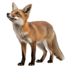 Fototapeta premium Darwin-s-Fox AI Generated Image