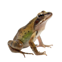 Darwin S Frog AI Generated Image