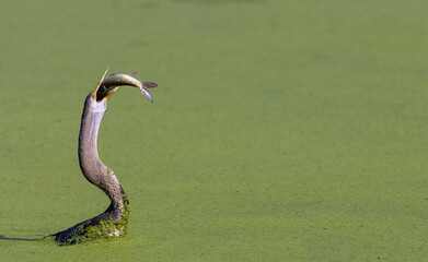Oriental darter (Anhinga melanogaster) or snake bird fishing in river.