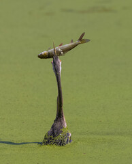 Oriental darter (Anhinga melanogaster) or snake bird fishing in river.
