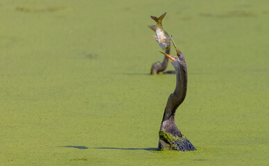 Oriental darter (Anhinga melanogaster) or snake bird fishing in river.