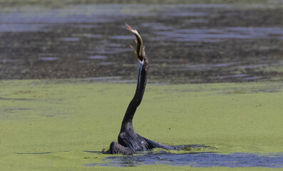 Oriental darter (Anhinga melanogaster) or snake bird fishing in river.