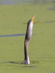 Oriental darter (Anhinga melanogaster) or snake bird fishing in river.