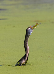 Oriental darter (Anhinga melanogaster) or snake bird fishing in river.