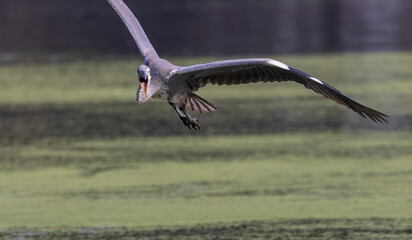 Grey heron (Ardea cinerea)  in flight over the river with fish on the beak.